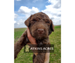 Small Photo #6 Aussie-Poo-Poodle (Standard) Mix Puppy For Sale in CHENOA, IL, USA