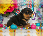 Small Photo #7 Rottweiler Puppy For Sale in WEST FARMINGTON, OH, USA