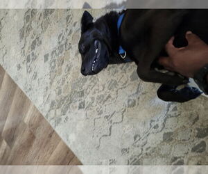 Teddy - Male German Shepherd Dog-Unknown Mix Dog for Adoption - Photo #4