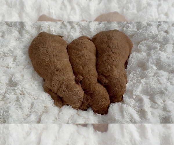 Medium Photo #4 Goldendoodle (Miniature) Puppy For Sale in RANDOLPH, WI, USA
