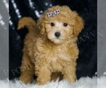 Small Photo #97 Maltipoo (Miniature) Puppy For Sale in WARSAW, IN, USA