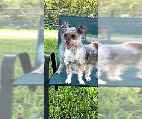 Medium Photo #4 Poodle (Toy)-Unknown Mix Puppy For Sale in Weston, FL, USA