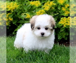 Small Photo #4 Mal-Shi Puppy For Sale in QUARRYVILLE, PA, USA