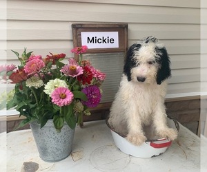 Bernedoodle (Miniature) Puppy for sale in FREDERICKSBURG, OH, USA