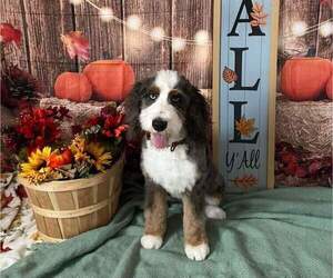 Bernedoodle Puppy for sale in MORRICE, MI, USA