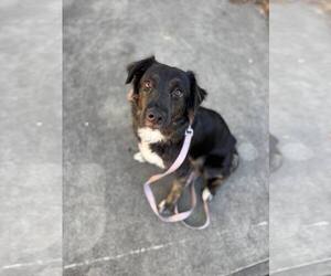 Border Collie-Unknown Mix Dogs for adoption in Holly Springs, NC, USA