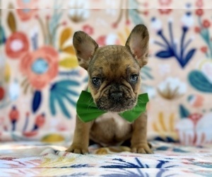 French Bulldog Puppy for sale in LANCASTER, PA, USA