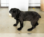 Small Cane Corso