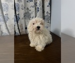 Small #2 Havanese
