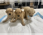 Small Photo #9 Golden Retriever Puppy For Sale in DAWSON, TX, USA