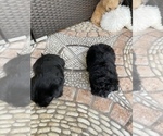 Small Photo #6 Morkie Puppy For Sale in HOLLYWOOD, FL, USA