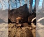 Pumpkin/PENDING - Female Pomeranian Dog for Adoption - Small photo
