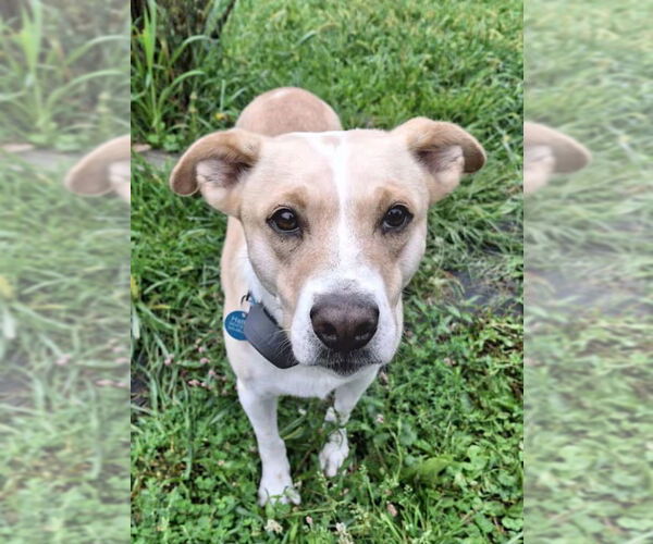 Medium Photo #2 Beagle-Unknown Mix Puppy For Sale in Monterey, VA, USA