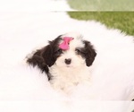 Small #2 Cavapoo
