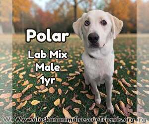 Labrador Retriever-Unknown Mix Dogs for adoption in Anchorage, AK, USA