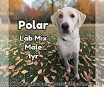 Polar - Male Labrador Retriever-Unknown Mix Dog for Adoption - Small photo