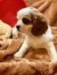 Small Photo #16 Cavalier King Charles Spaniel Puppy For Sale in LEICESTER, NC, USA