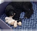 Small Photo #6 Labradoodle Puppy For Sale in BLACK FOREST, CO, USA
