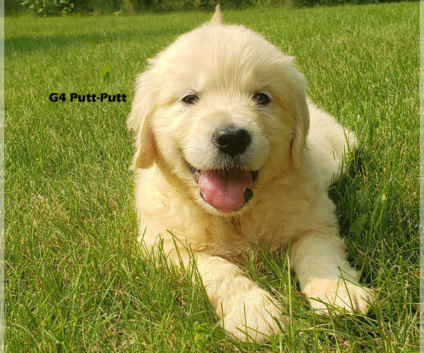 Medium Photo #5 Golden Retriever Puppy For Sale in MILFORD, MI, USA