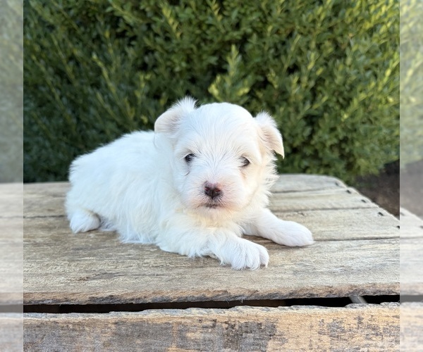 Medium Photo #4 Maltese Puppy For Sale in MIDDLEBURY, IN, USA