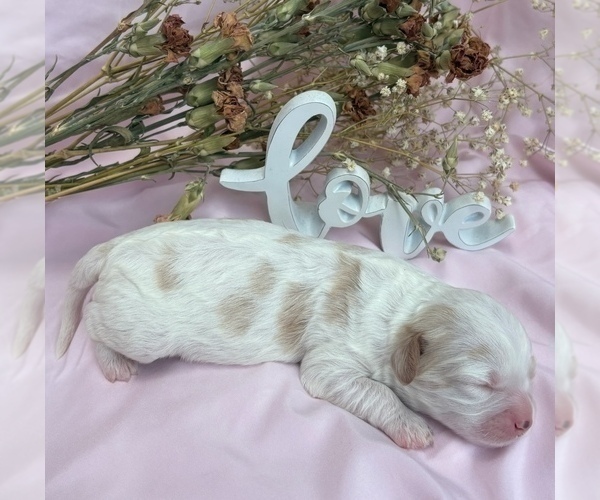 Medium Photo #6 Cavapoo Puppy For Sale in PENSACOLA, FL, USA