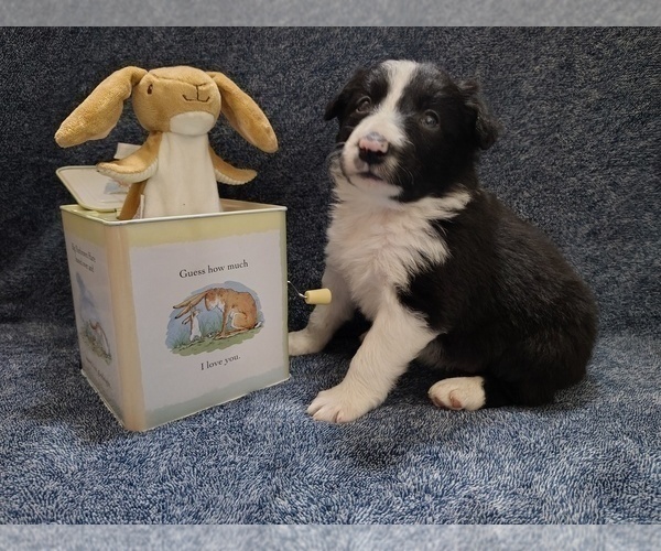 Medium Photo #3 Border Collie Puppy For Sale in NORBORNE, MO, USA