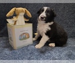 Small Photo #3 Border Collie Puppy For Sale in NORBORNE, MO, USA