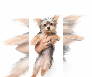 Yorkshire Terrier Puppy for Sale in CLEVELAND, Ohio USA