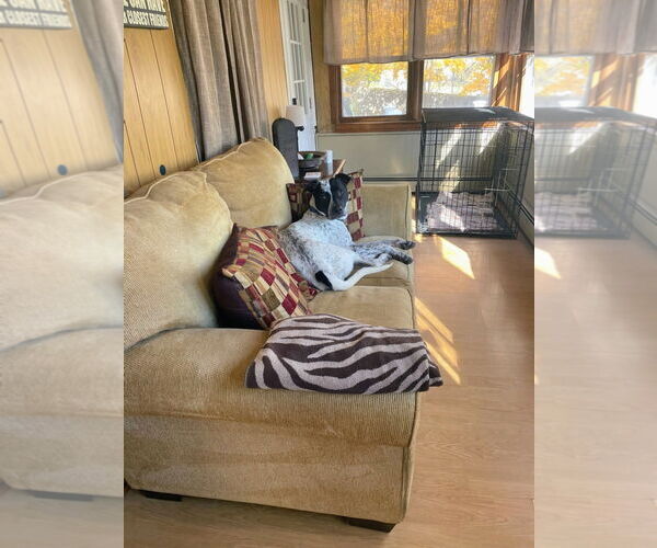 Medium Photo #10 American Pit Bull Terrier-Pointer Mix Puppy For Sale in Rockaway, NJ, USA