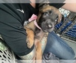 Small Photo #25 Belgian Malinois Puppy For Sale in REESEVILLE, WI, USA