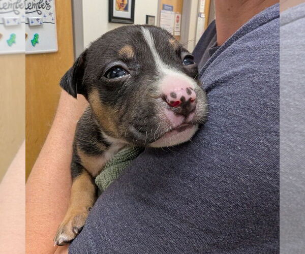 Medium Photo #11 Mutt Puppy For Sale in Philadelphia, PA, USA