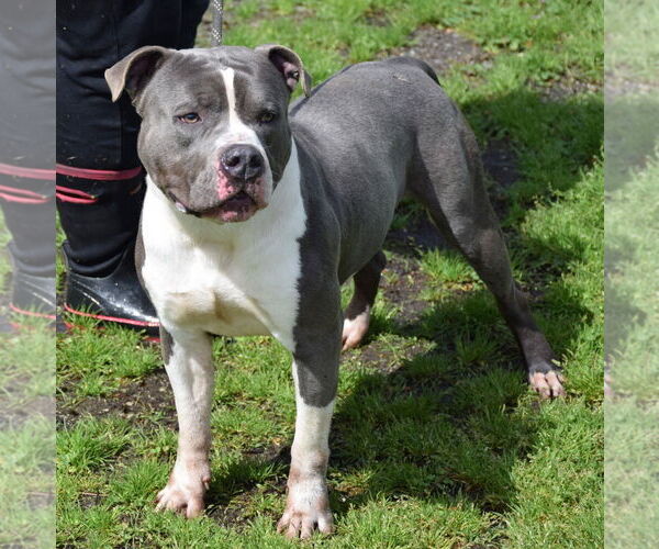 Medium Photo #4 American Staffordshire Terrier Puppy For Sale in Anniston, AL, USA