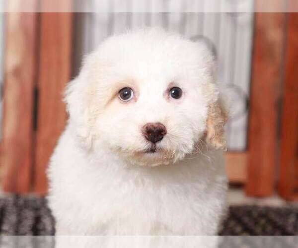 Medium Photo #4 Bichpoo Puppy For Sale in NAPLES, FL, USA