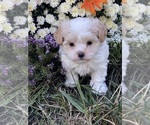 Small Photo #3 Havanese Puppy For Sale in CANOGA, NY, USA