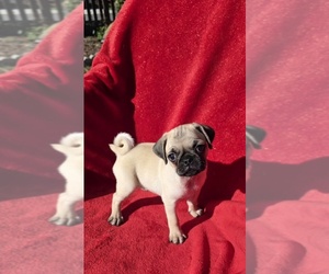 Pug Puppy for sale in SILVER SPRINGS, FL, USA