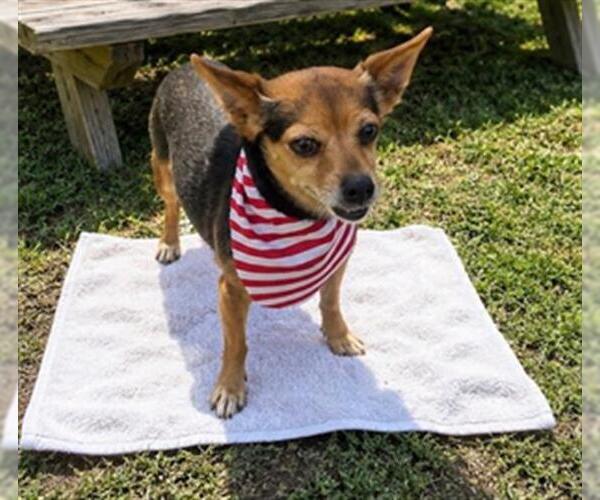 Medium Photo #3 Chihuahua-Unknown Mix Puppy For Sale in Orange, CA, USA