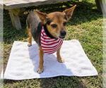 Small #2 Chihuahua Mix