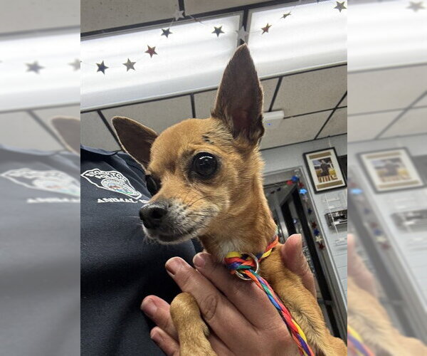 Medium Photo #1 Chihuahua Puppy For Sale in Stockton, CA, USA