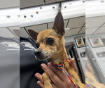 Small Chihuahua