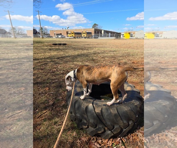 Medium Photo #8 Mutt Puppy For Sale in Rustburg, VA, USA