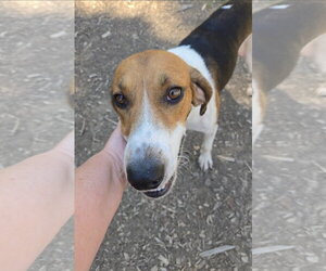Mitchell: At shelter - Male Mutt Dog for Adoption - Photo #7