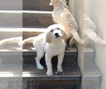 Small Photo #1 Golden Retriever Puppy For Sale in JERSEY CITY, NJ, USA