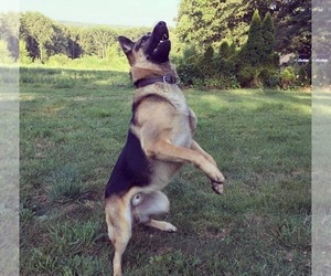 Father of the German Shepherd Dog puppies born on 07/23/2025