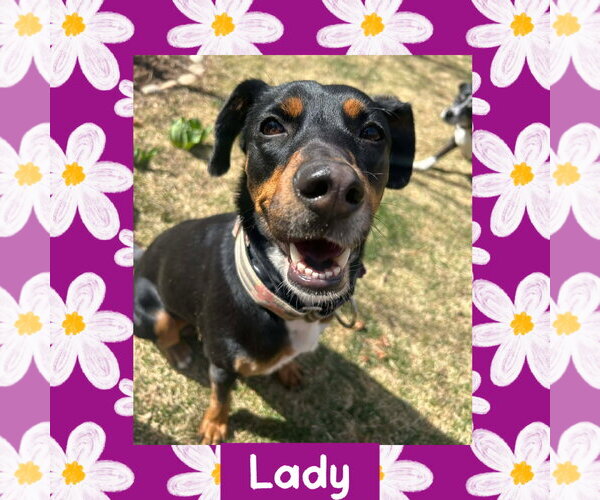 Medium Photo #1 Australian Kelpie-Coonhound Mix Puppy For Sale in Littleton, CO, USA