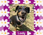Lady - Female Australian Kelpie-Coonhound Mix Dog for Adoption - Small photo