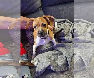 Beagle-Chihuahua Mix Dogs for adoption in New London, WI, USA