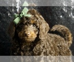 Small #5 Cavapoo