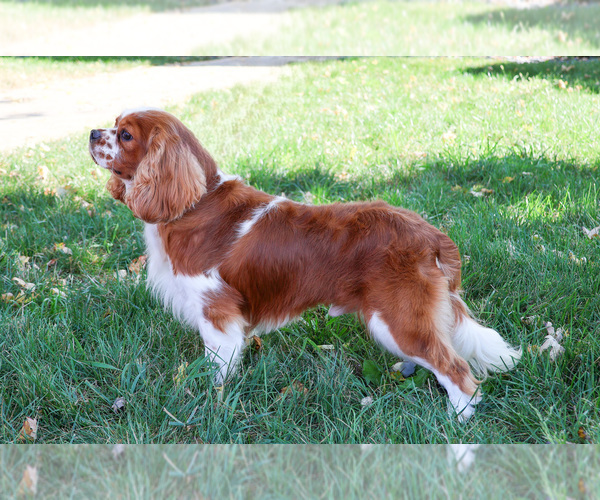 Medium Photo #7 Cavalier King Charles Spaniel Puppy For Sale in SYRACUSE, IN, USA