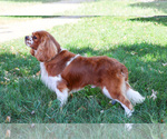 Small #6 Cavalier King Charles Spaniel