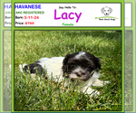 Image preview for Ad Listing. Nickname: Lacy